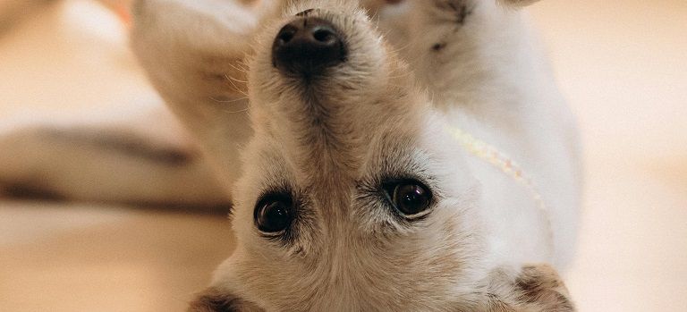Upside-down light tan puppy with a dark nose, looking at the camera on a soft beige background