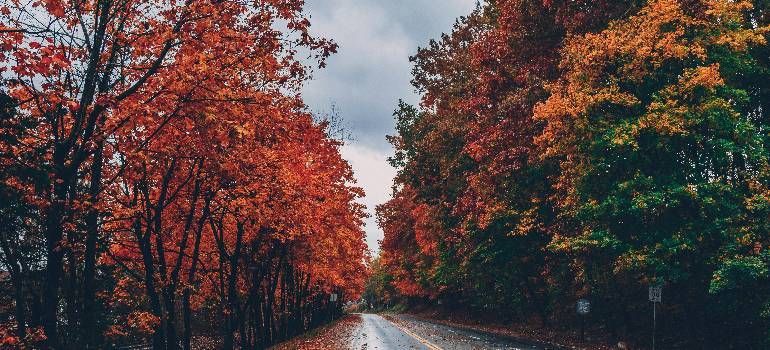 Tree-lined road with vivid red and orange autumn leaves under a cloudy sky