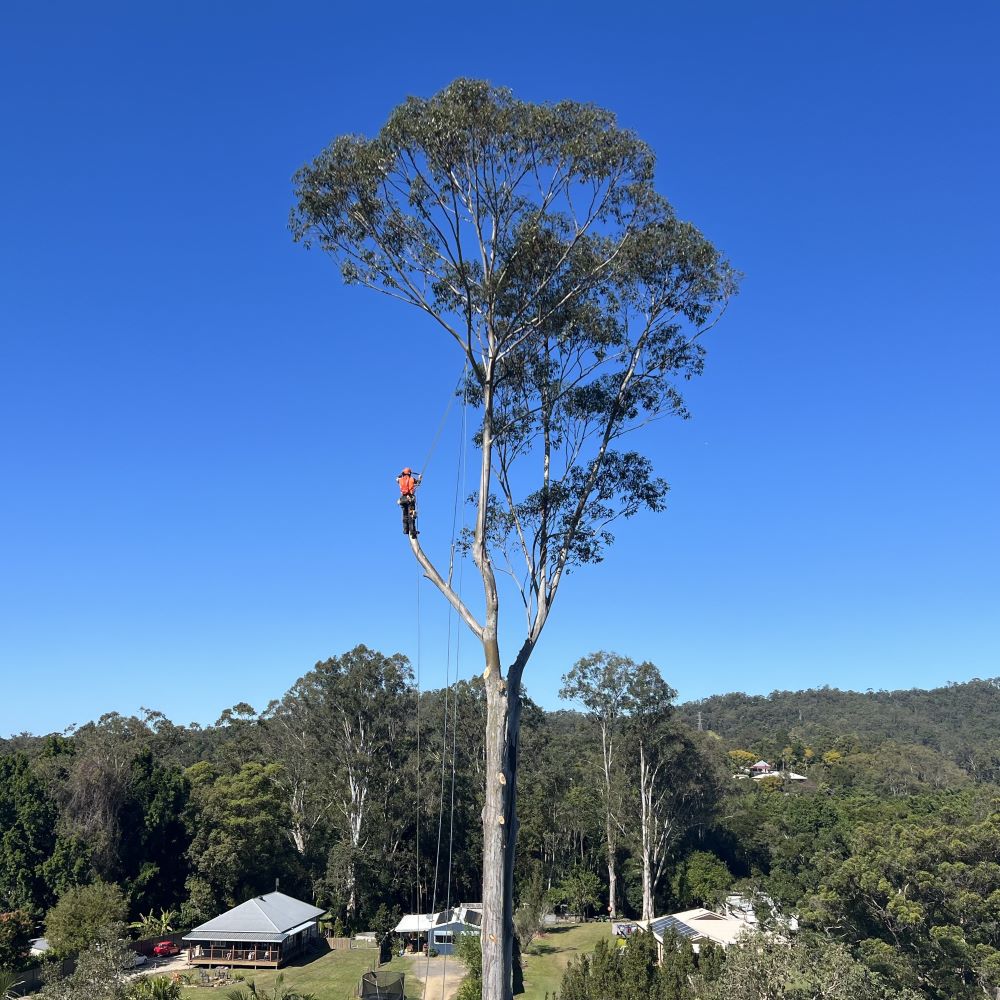 Expert Tree Removal Services on the Sunshine Coast