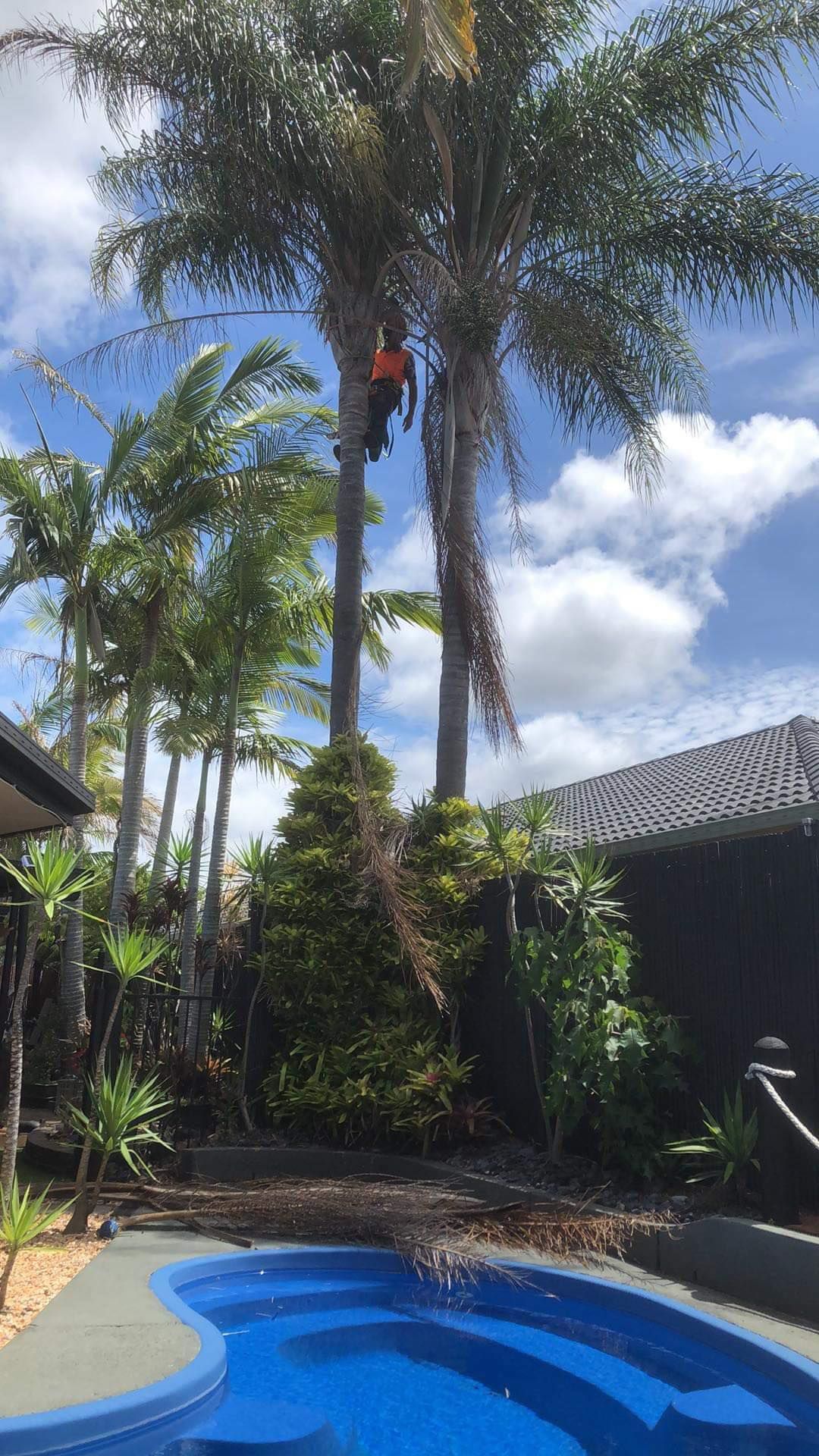 A person in a safety vest climbs a tall palm tree in a backyard next to a swimming pool under a blue sky.