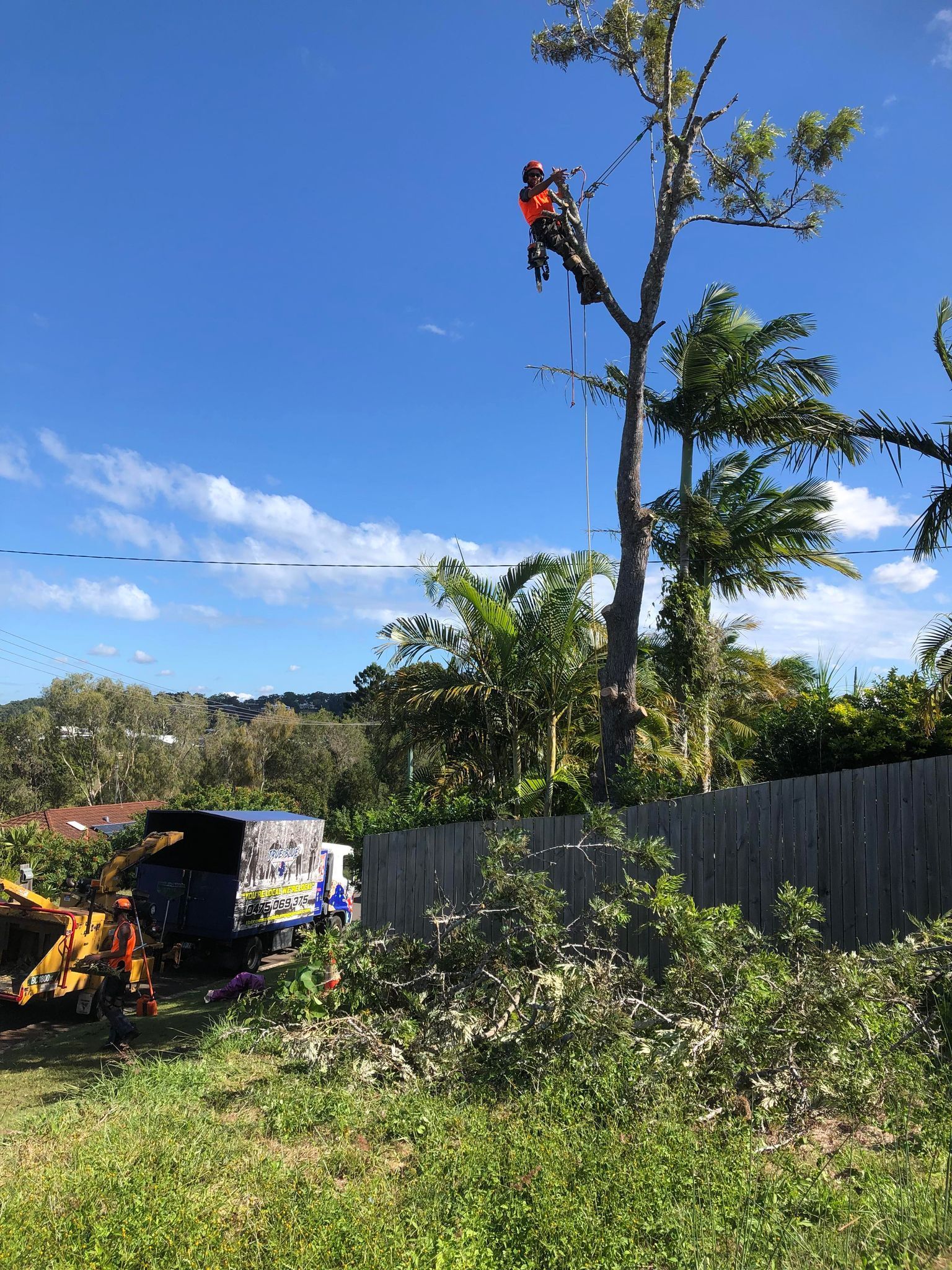 An arborist in high-visibility gear works high up in a tree, with a truck and equipment visible on the ground below.