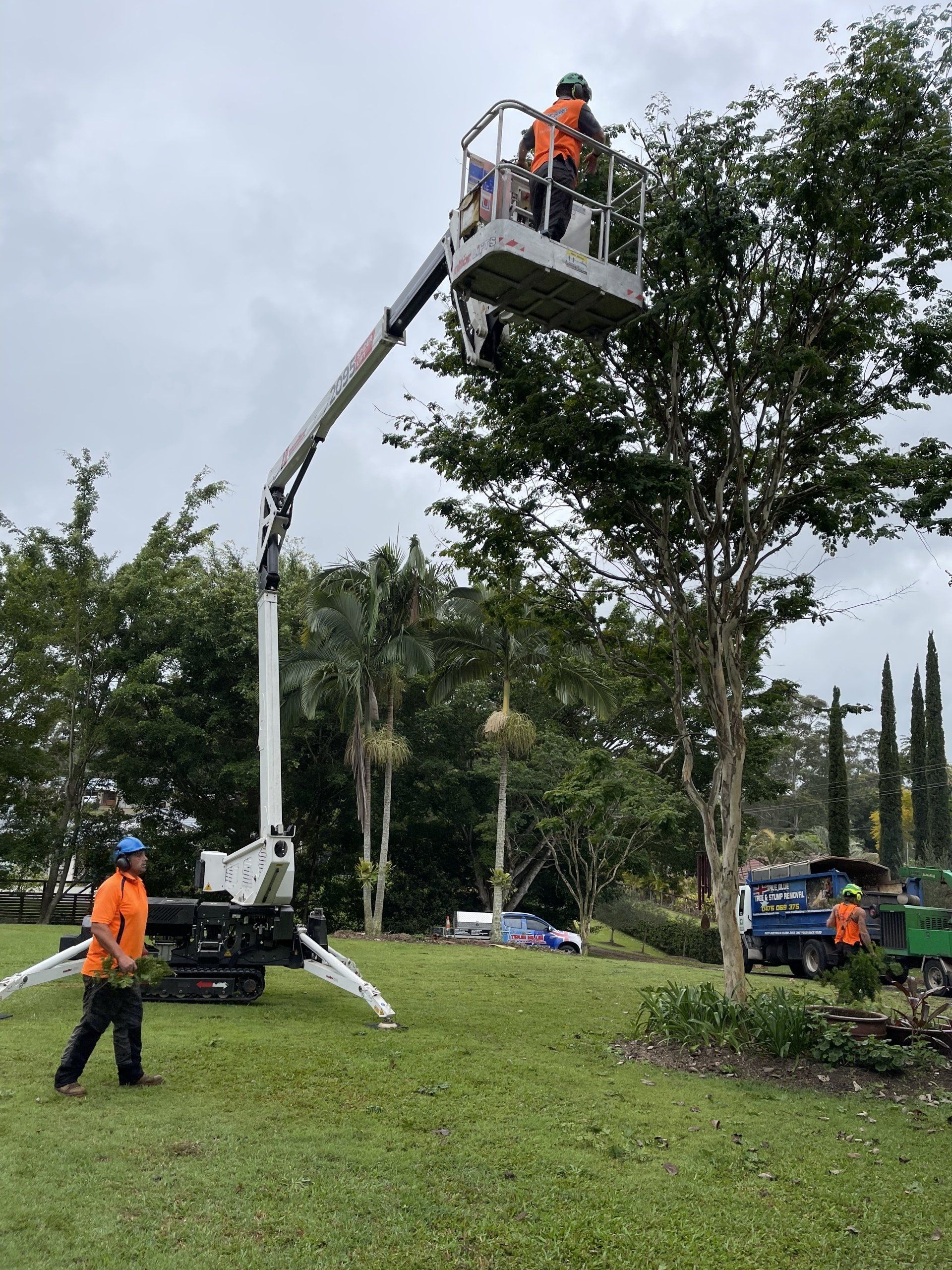 Arborists in orange uniforms use an aerial lift to prune a large tree in a grassy outdoor area.