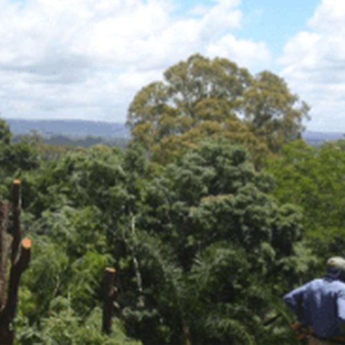 Trees in Landscape — Buderim, QLD — True Blue Tree and Stump Removal