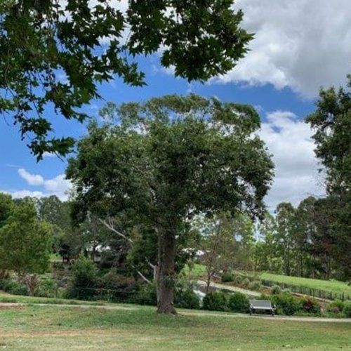 Professional Crown Reduction — Buderim, QLD — True Blue Tree and Stump Removal Professional Crown Reduction — Buderim, QLD — True Blue Tree and Stump Removal