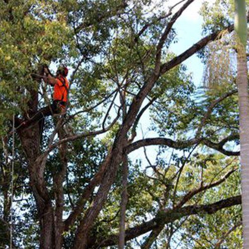 Tree Crown Reduction and Shaping — Buderim, QLD — True Blue Tree and Stump Removal Tree Crown Reduction and Shaping — Buderim, QLD — True Blue Tree and Stump Removal