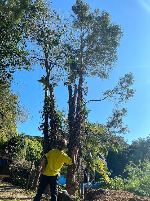 Man in Yellow Shirt Pointing at Partially Cut Tree Against Blue Sky — AAA Trees On Tweed in Byron Bay, NSW