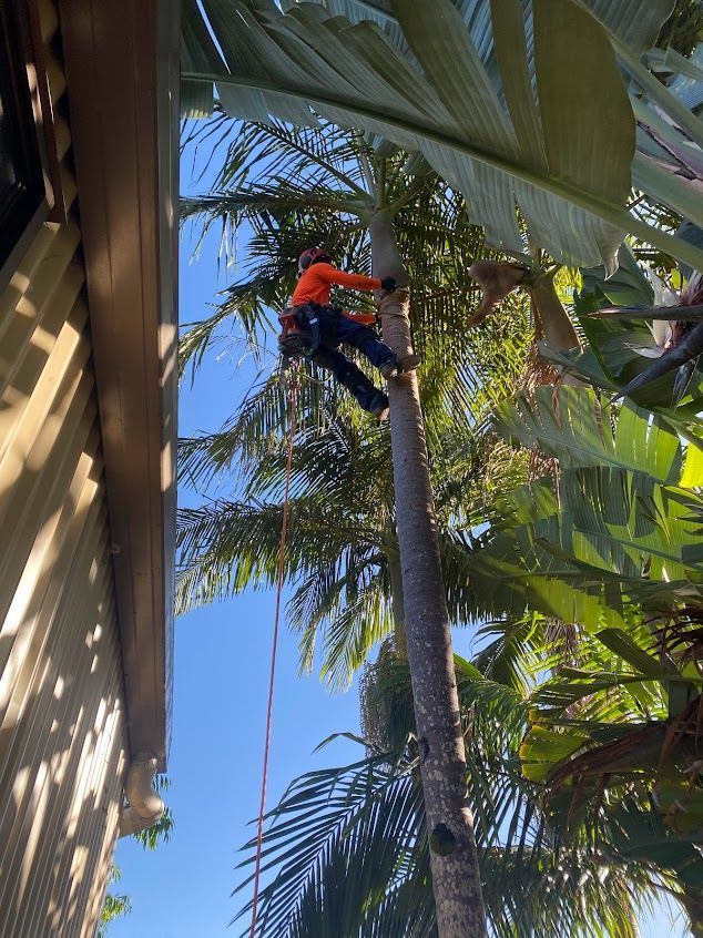 Arborist in Safety Gear, Climbing Tall Palm Tree — AAA Trees On Tweed in Kingscliff, NSW