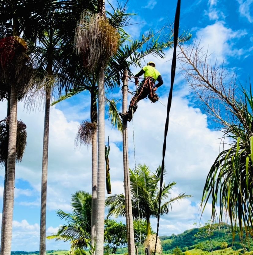 Arborist in Harness Trimming Tall Palm Trees Under Blue Sky — AAA Trees On Tweed in Terranora, NSW