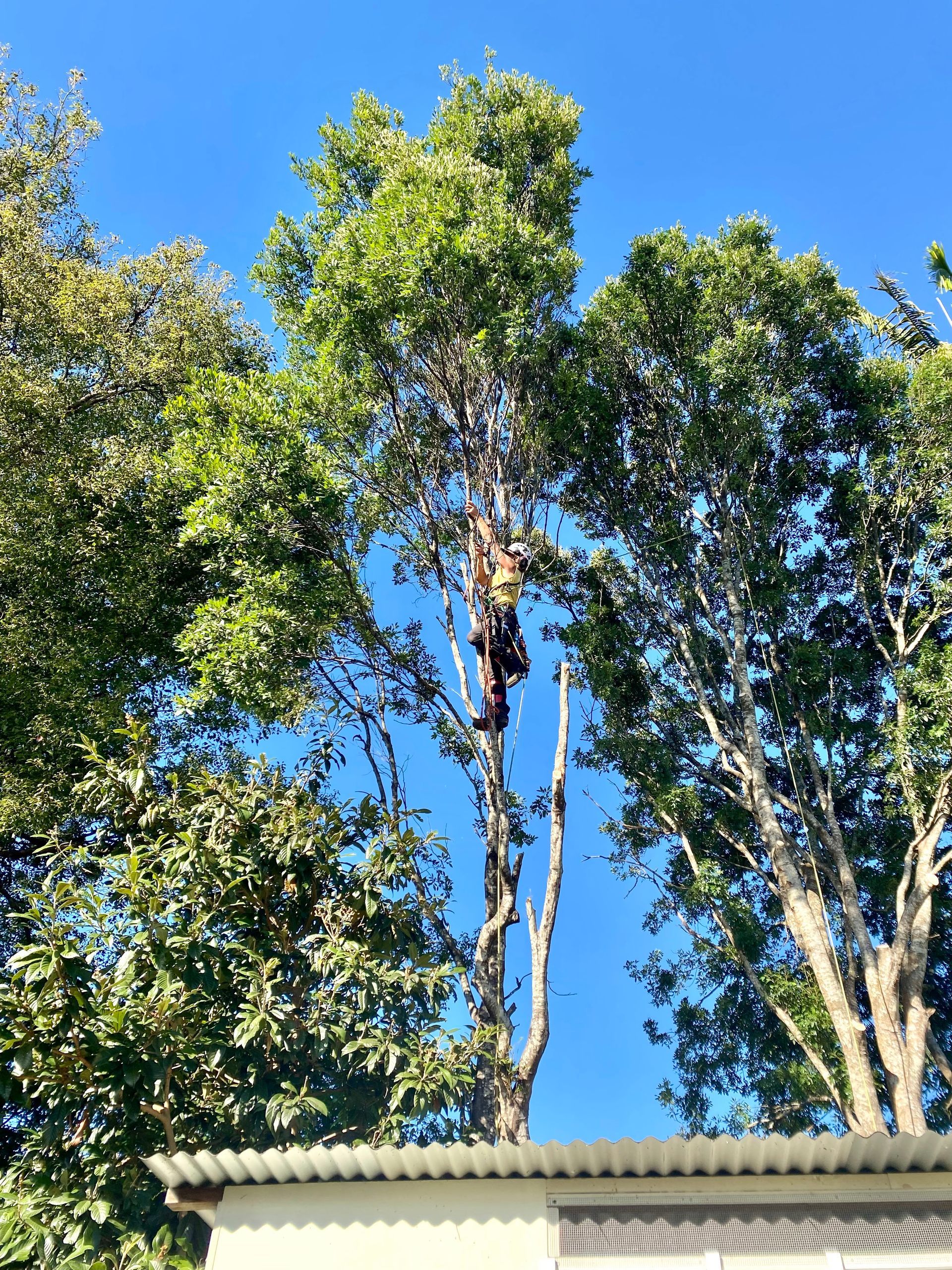 Arborist Trimming a Tall Tree Against a Blue Sky — AAA Trees On Tweed in Tyalgum, NSW
