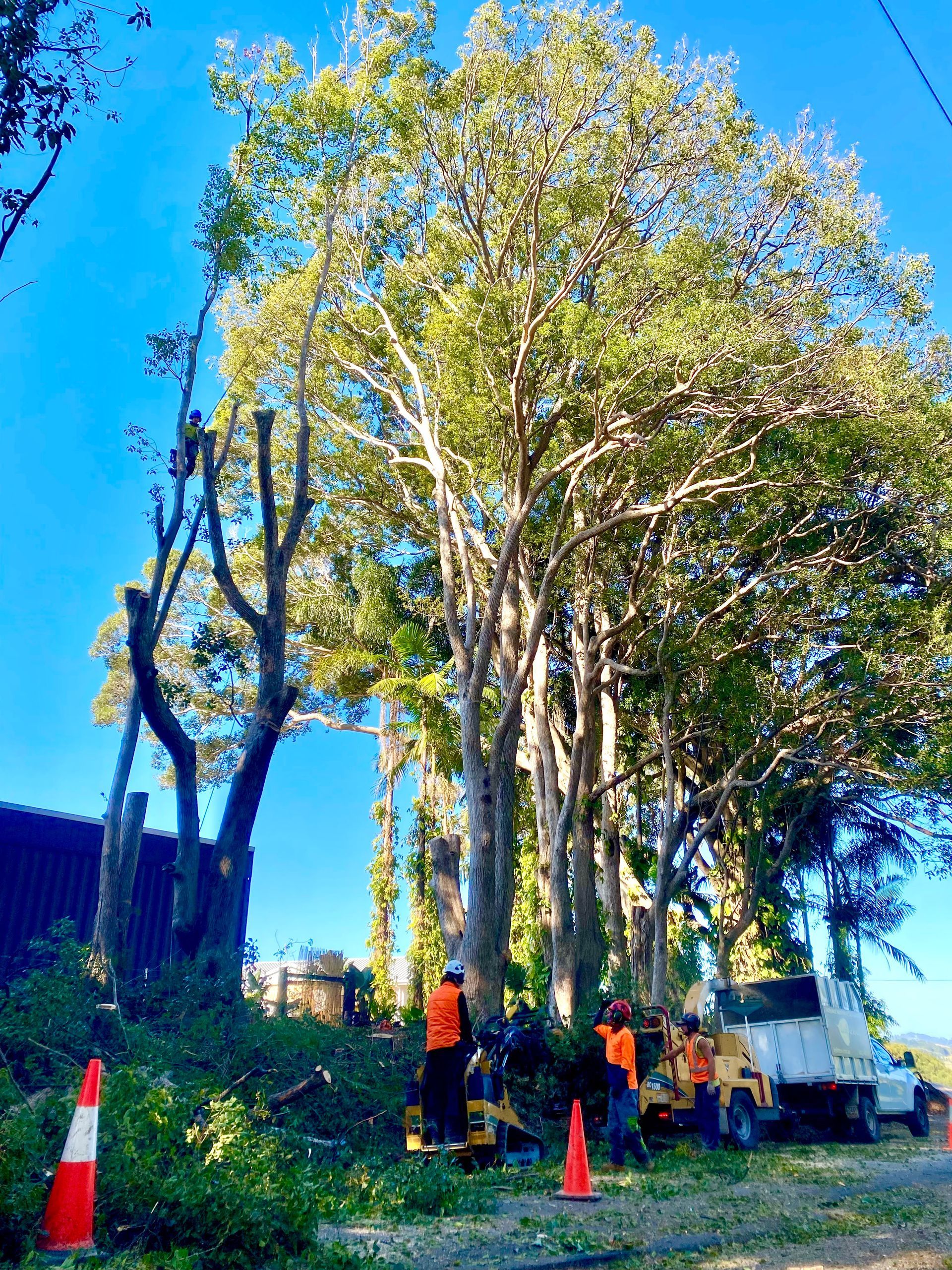 Tree Trimming in Progress — AAA Trees On Tweed in Terranora, NSW