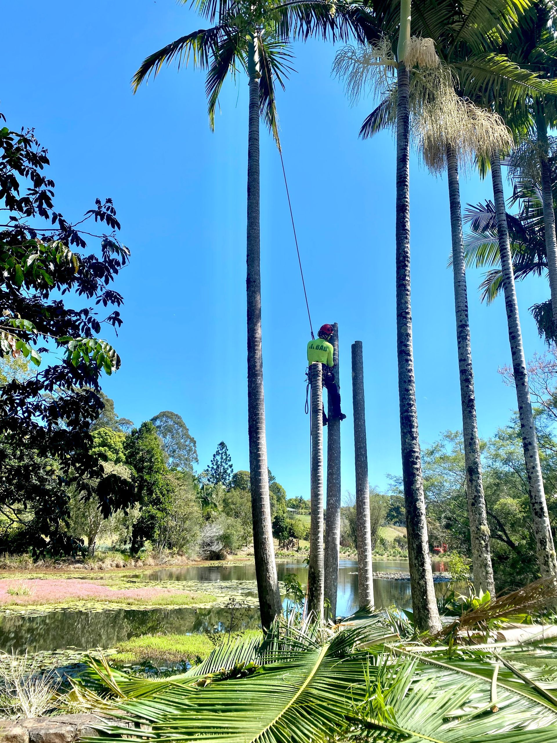 Arborist on Tall Palm Tree, Pruning Fronds — AAA Trees On Tweed in Murwillumbah, NSW