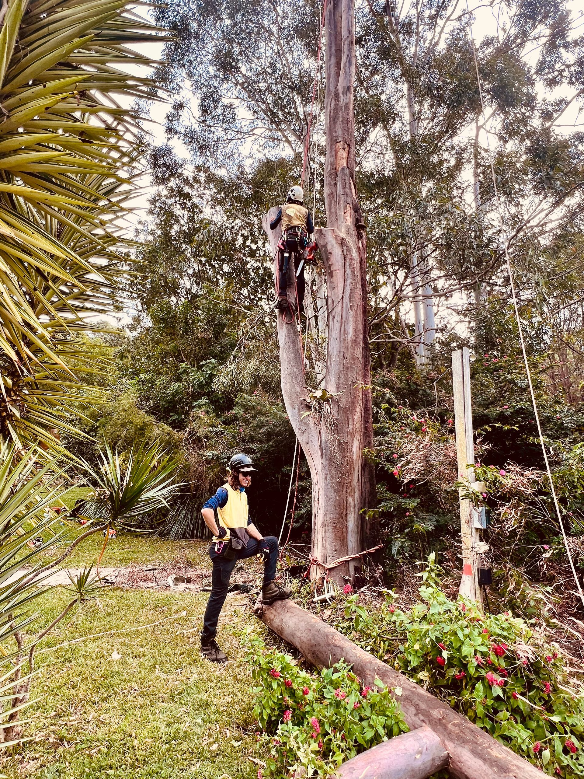 Arborist in Safety Gear, Standing Near Felled Log — AAA Trees On Tweed in Casuarina, NSW