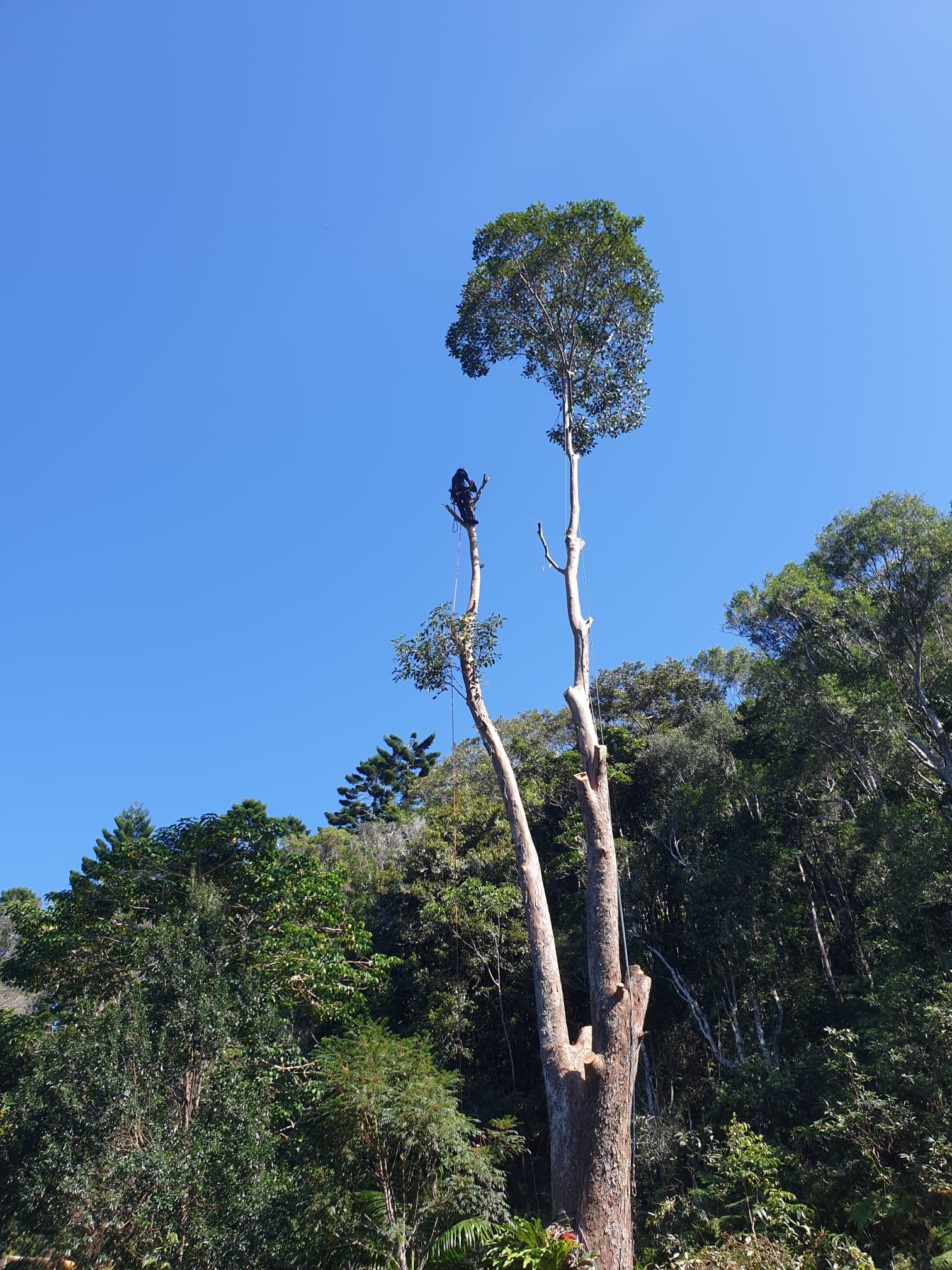 A Person Trimming a Tall Tree — AAA Trees On Tweed in Murwillumbah, NSW