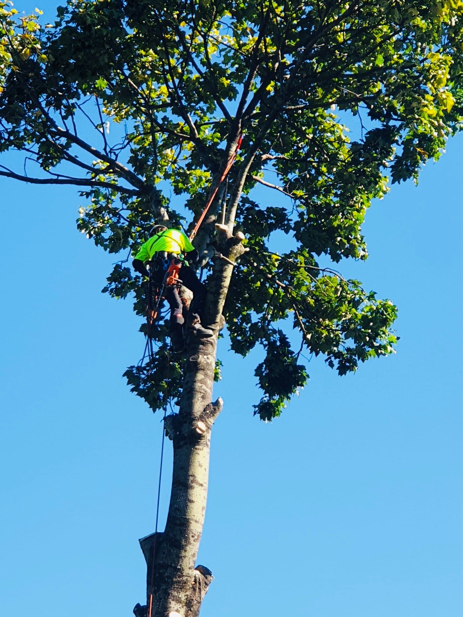 Arborist in A Tall Tree, Secured by Ropes, Wearing a Safety Vest — AAA Trees On Tweed in Tyalgum, NSW