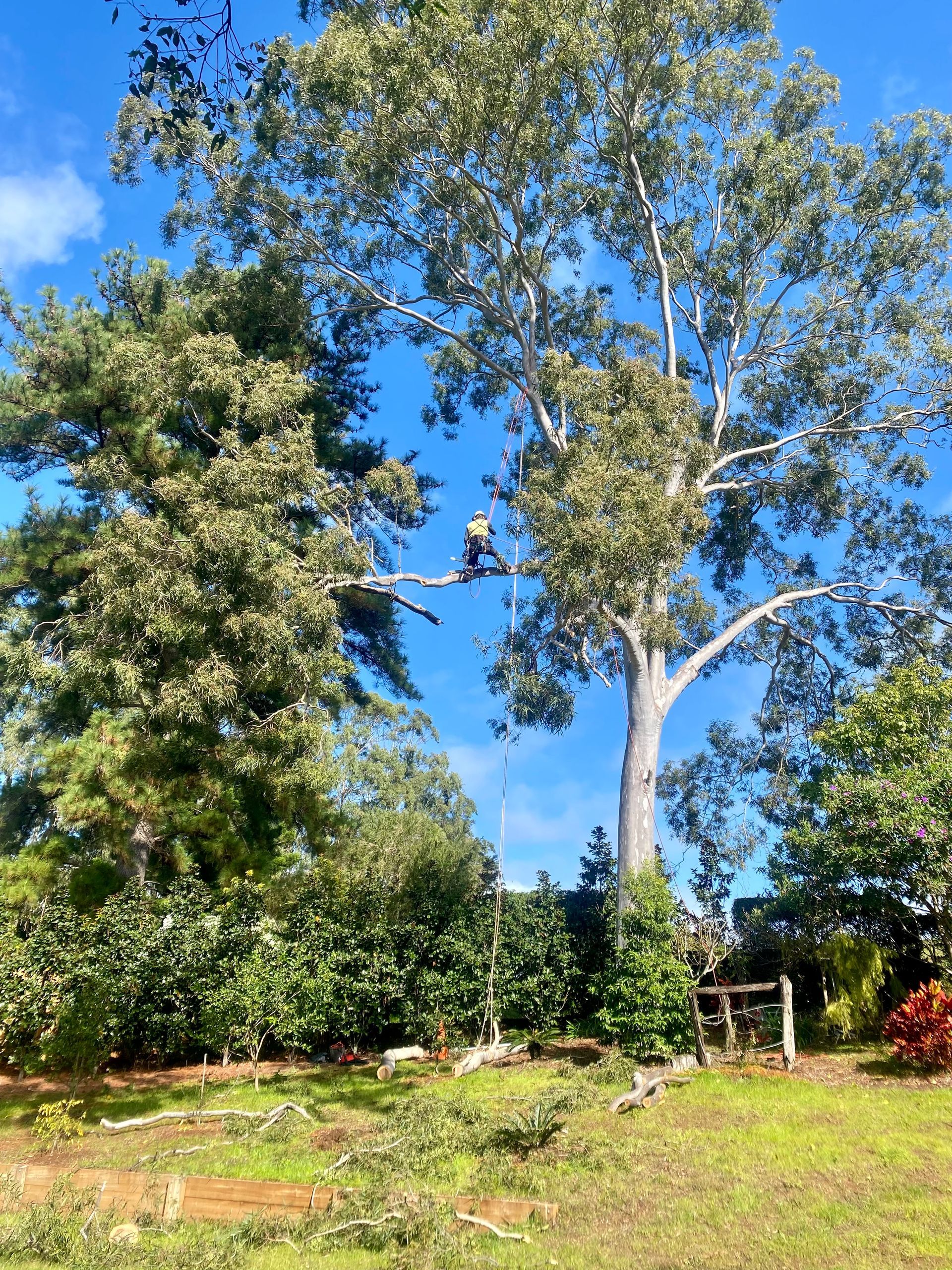 Arborist Trimming Large Tree — AAA Trees On Tweed in Terranora, NSW