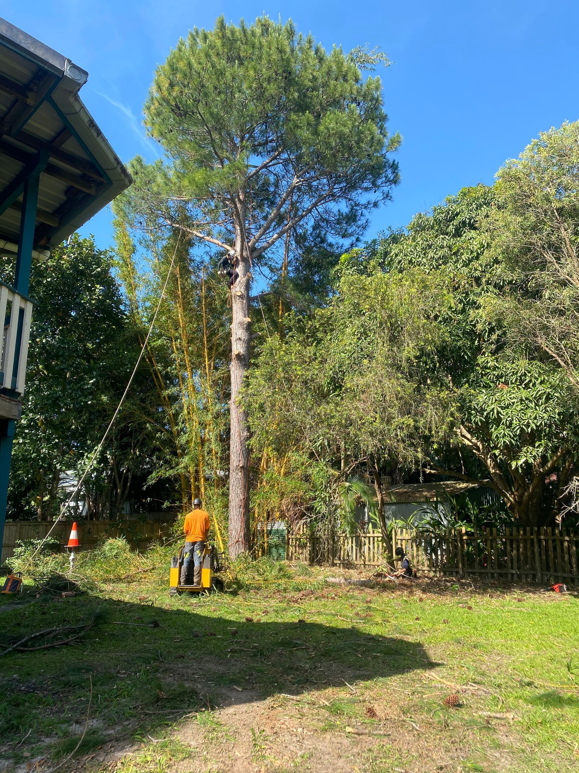 Arborist Cutting Down a Tall Tree in A Backyard — AAA Trees On Tweed in Currumbin Valley, QLD