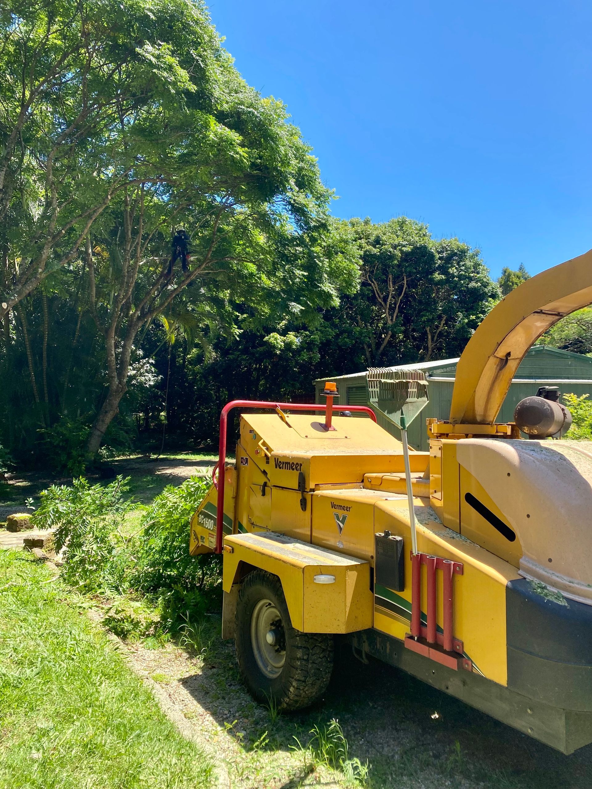 Yellow Wood Chipper Next to A Tree Being Trimmed on A Sunny Day — AAA Trees On Tweed in Murwillumbah, NSW