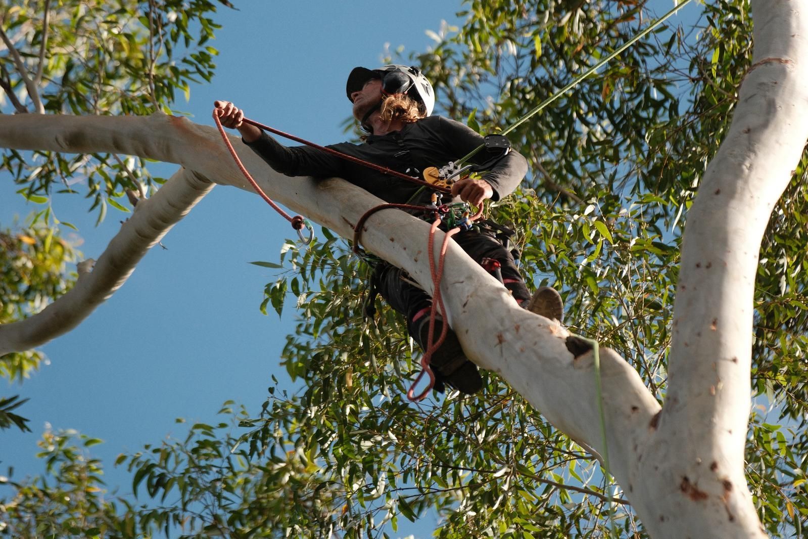 Arborist in Safety Gear, Working on A Large Tree Branch — AAA Trees On Tweed in Murwillumbah, NSW