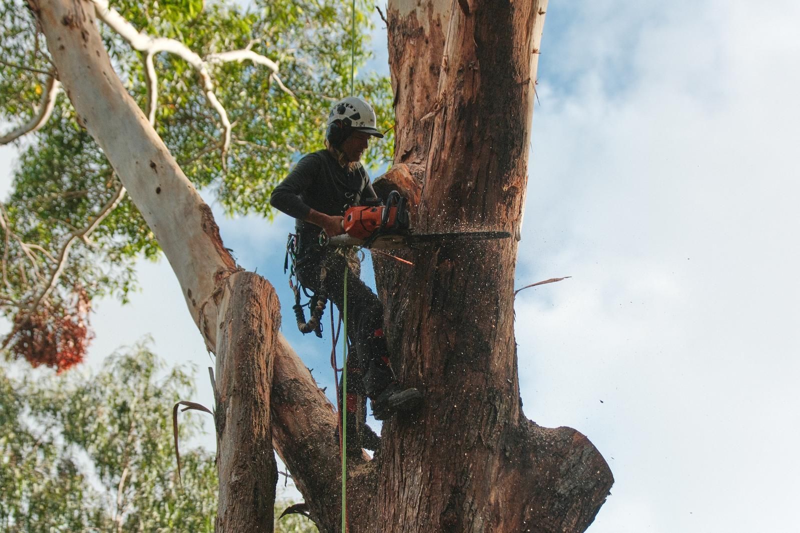 Arborist Using a Chainsaw to Cut a Tree Limb — AAA Trees On Tweed in Mullumbimby, NSW