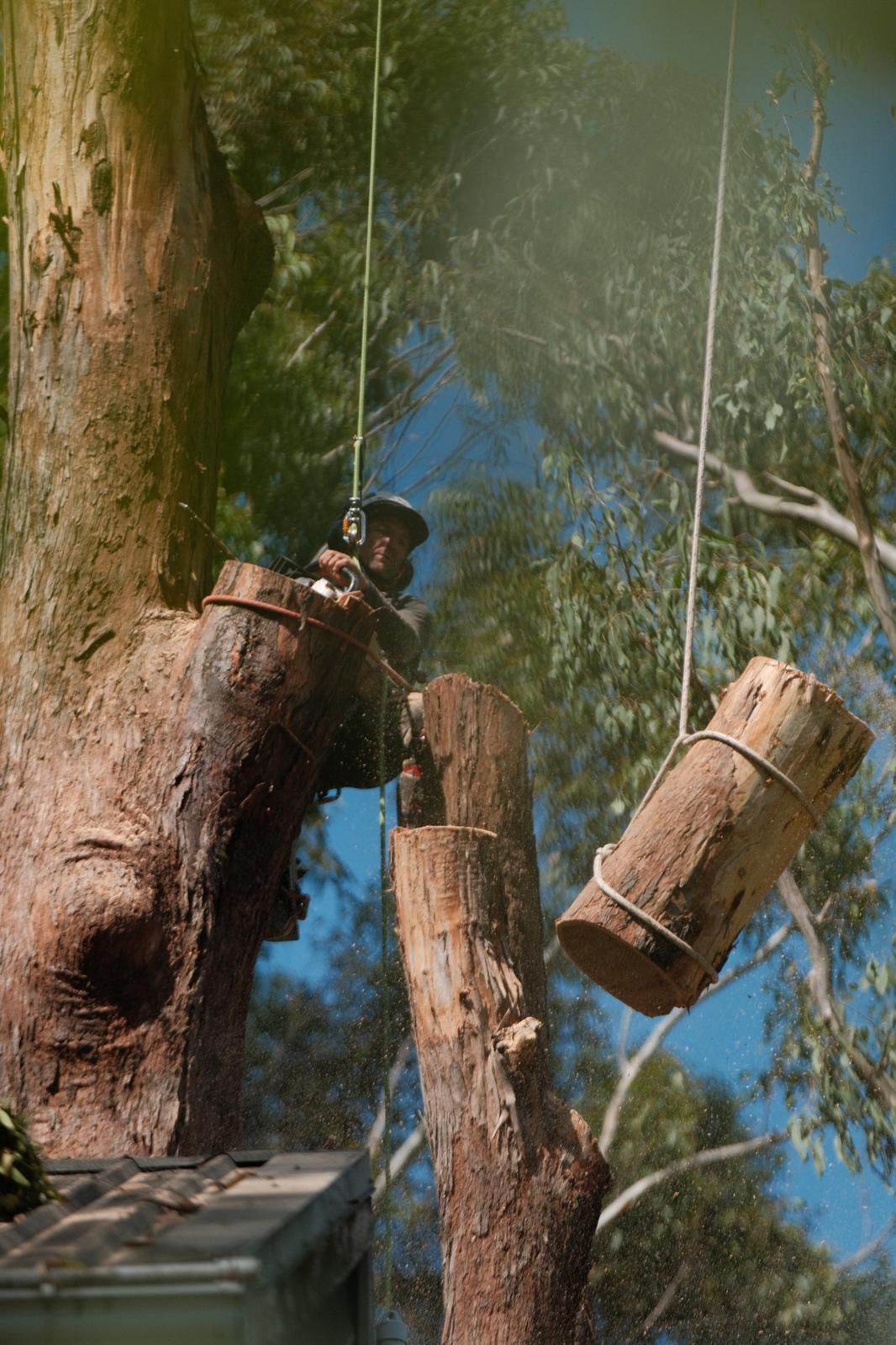 Arborist Cuts Tree Trunk with A Chainsaw — AAA Trees On Tweed in Lismore, NSW