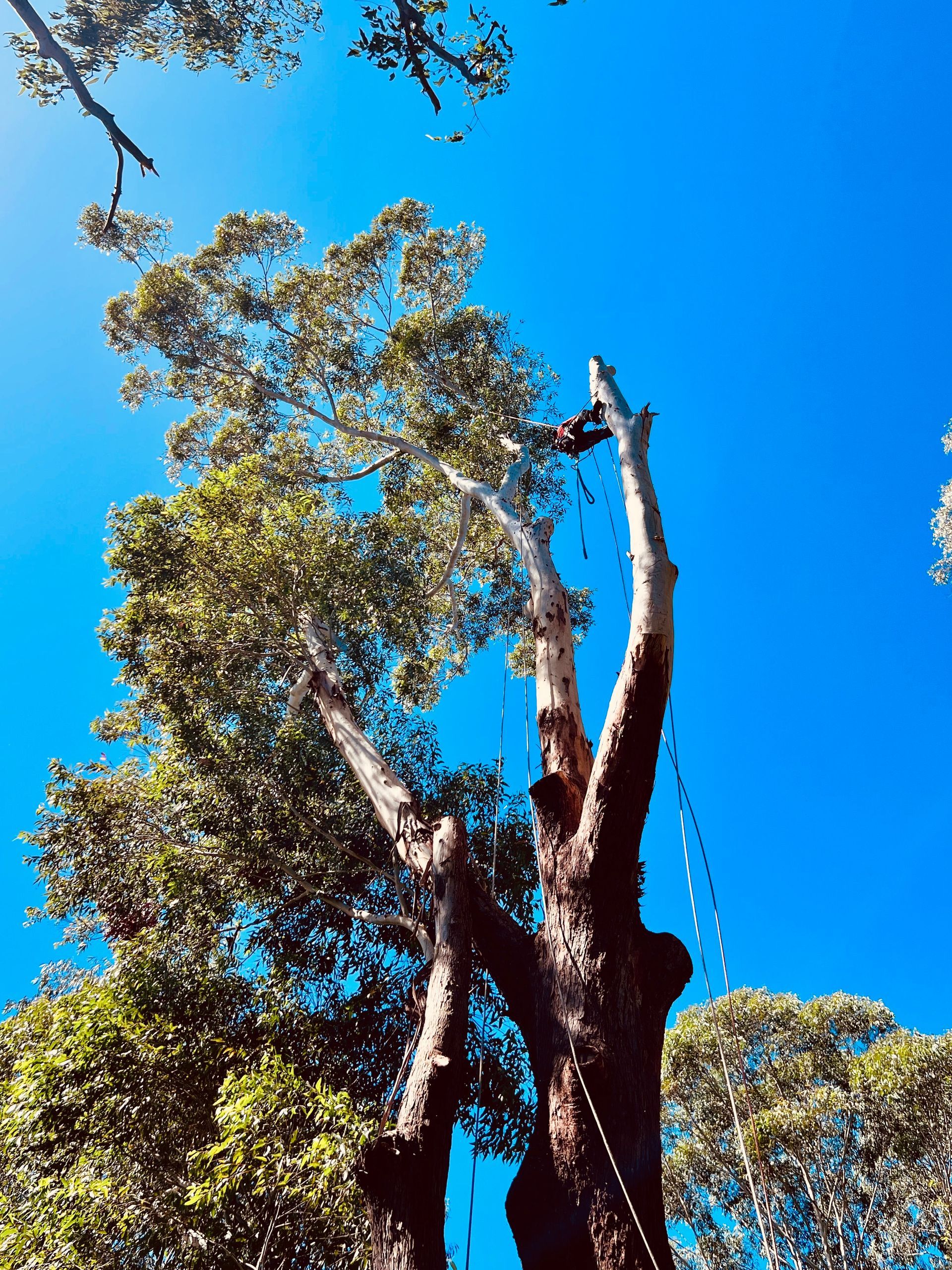 A Tree Being Pruned Against a Vibrant Blue Sky — AAA Trees On Tweed in Suffolk Park, NSW
