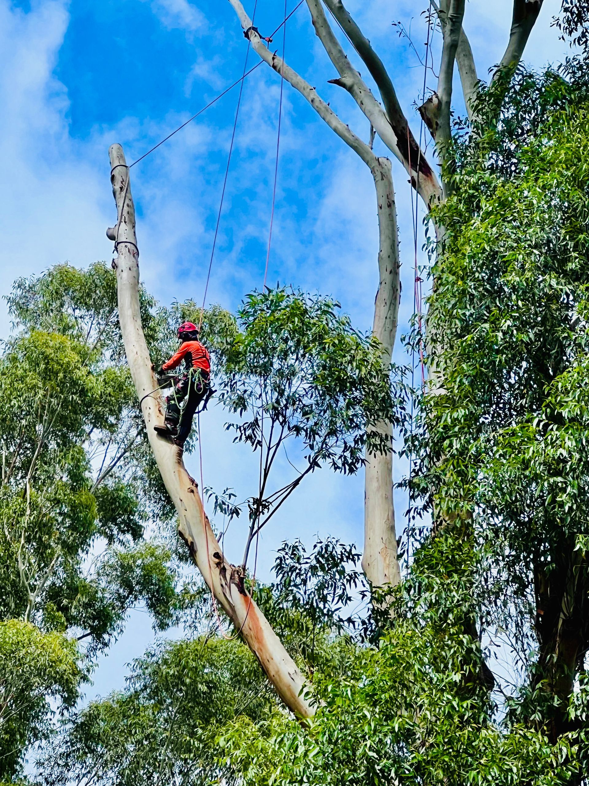 Arborist Cutting a Tall Tree Against a Blue Sky, Using Ropes