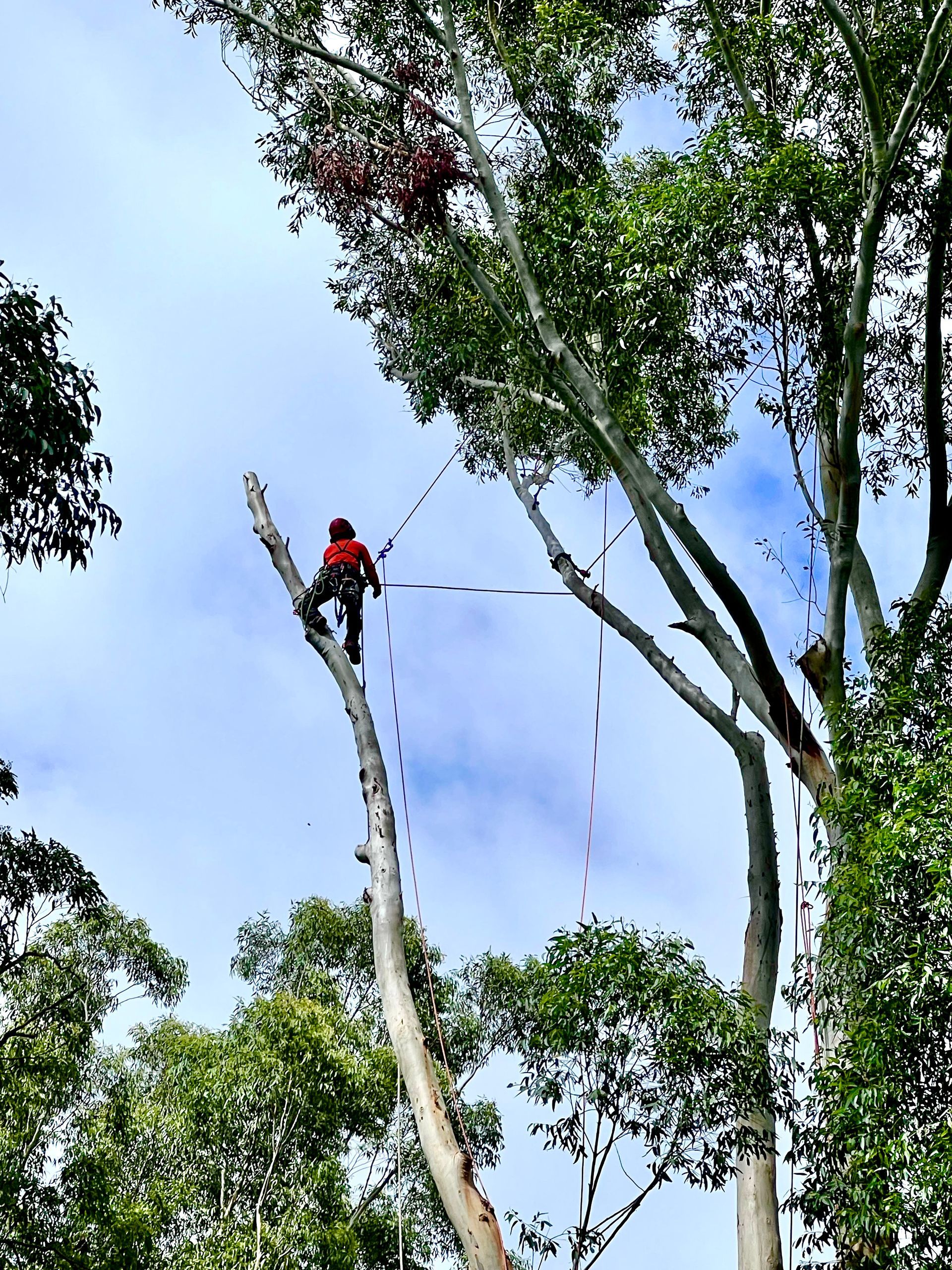 Arborist Cutting a Tall Tree, Secured by Ropes — AAA Trees On Tweed in Casuarina, NSW