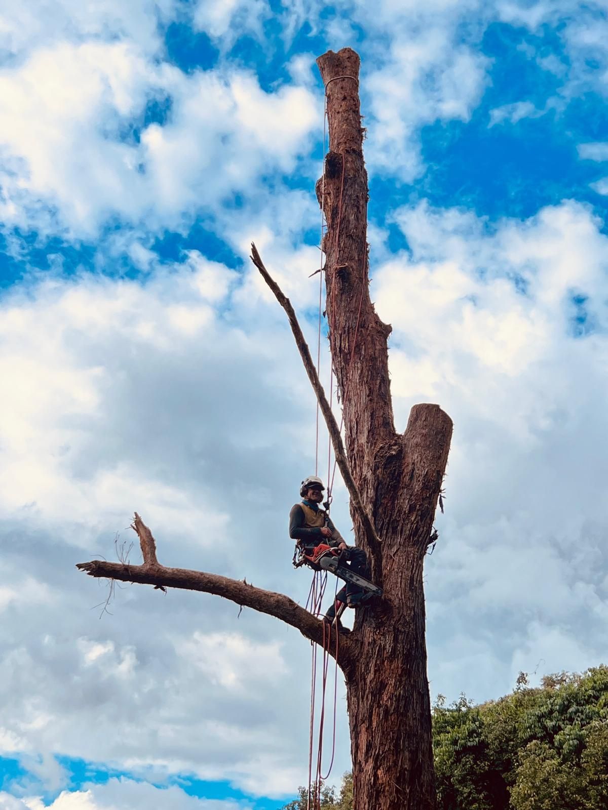 Arborist in Harness Trimming a Tall, Bare Tree Against a Blue Sky — AAA Trees On Tweed in Lismore, NSW