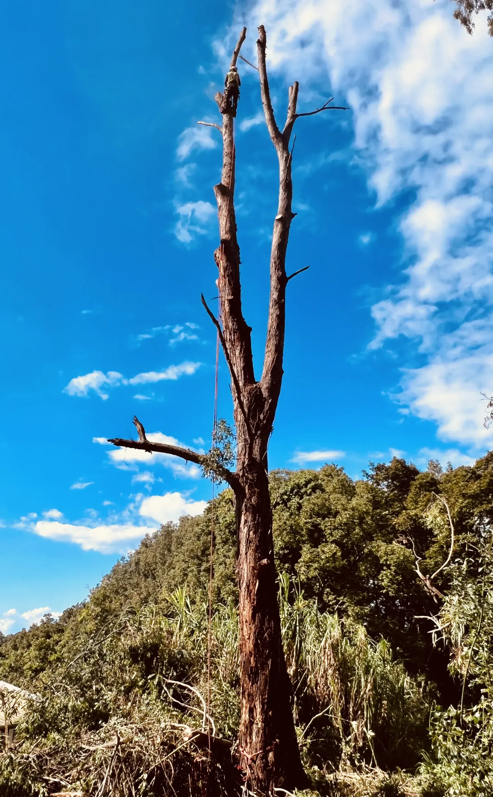 Dead Tree Trunk with Bare Branches Against a Bright Blue Sky — AAA Trees On Tweed in Ocean Shores, NSW