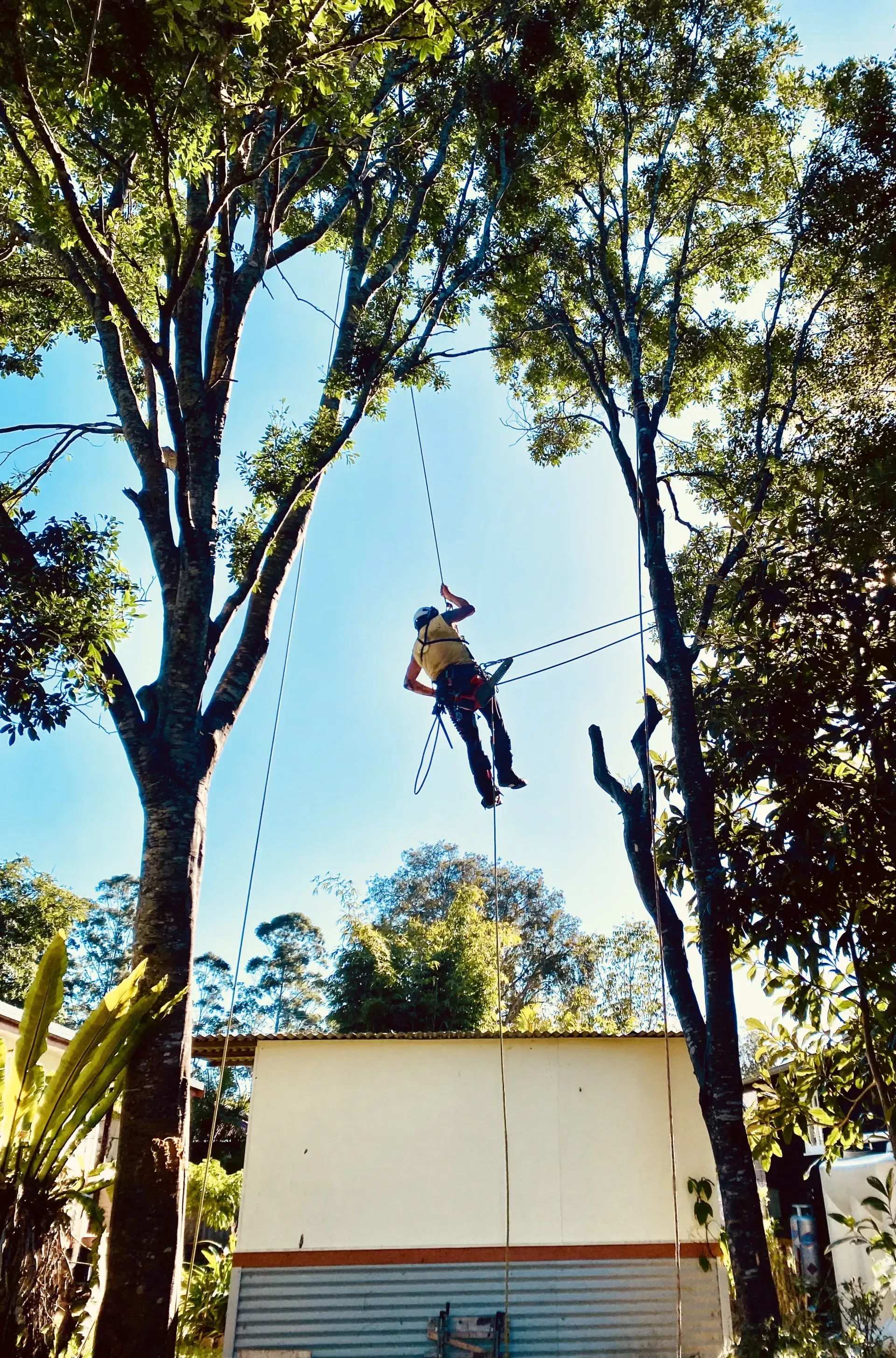 Person in Climbing Gear Suspended Between Two Tall Trees — AAA Trees On Tweed in Lennox Head, NSW