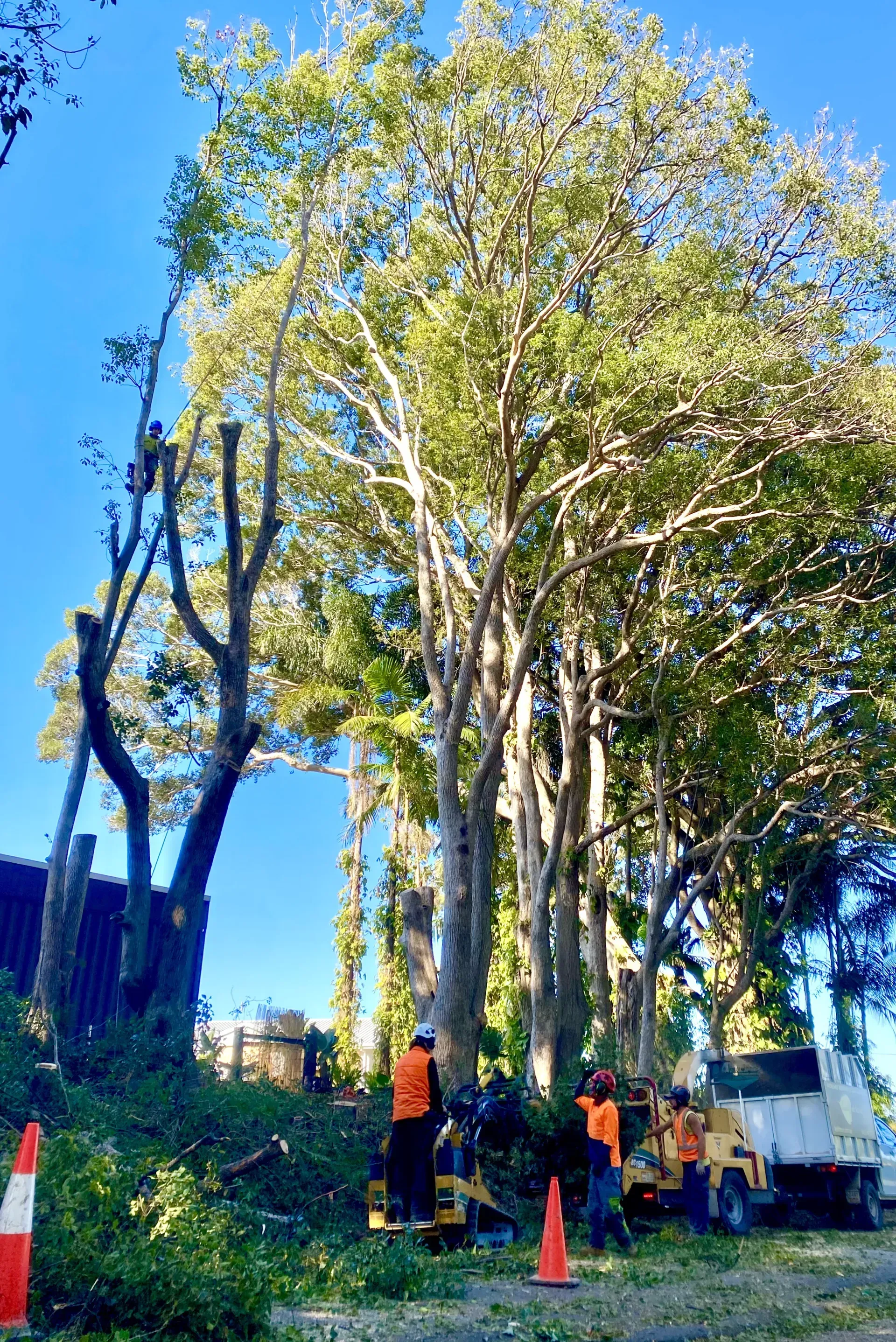 Tree Removal Crew Working on Tall Trees — AAA Trees On Tweed in Murwillumbah, NSW