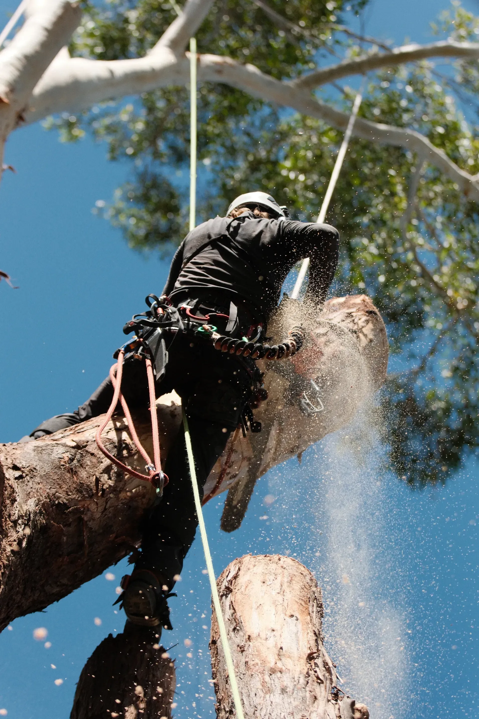 Arborist Cuts a Tree Branch with A Chainsaw — AAA Trees On Tweed in Mullumbimby, NSW