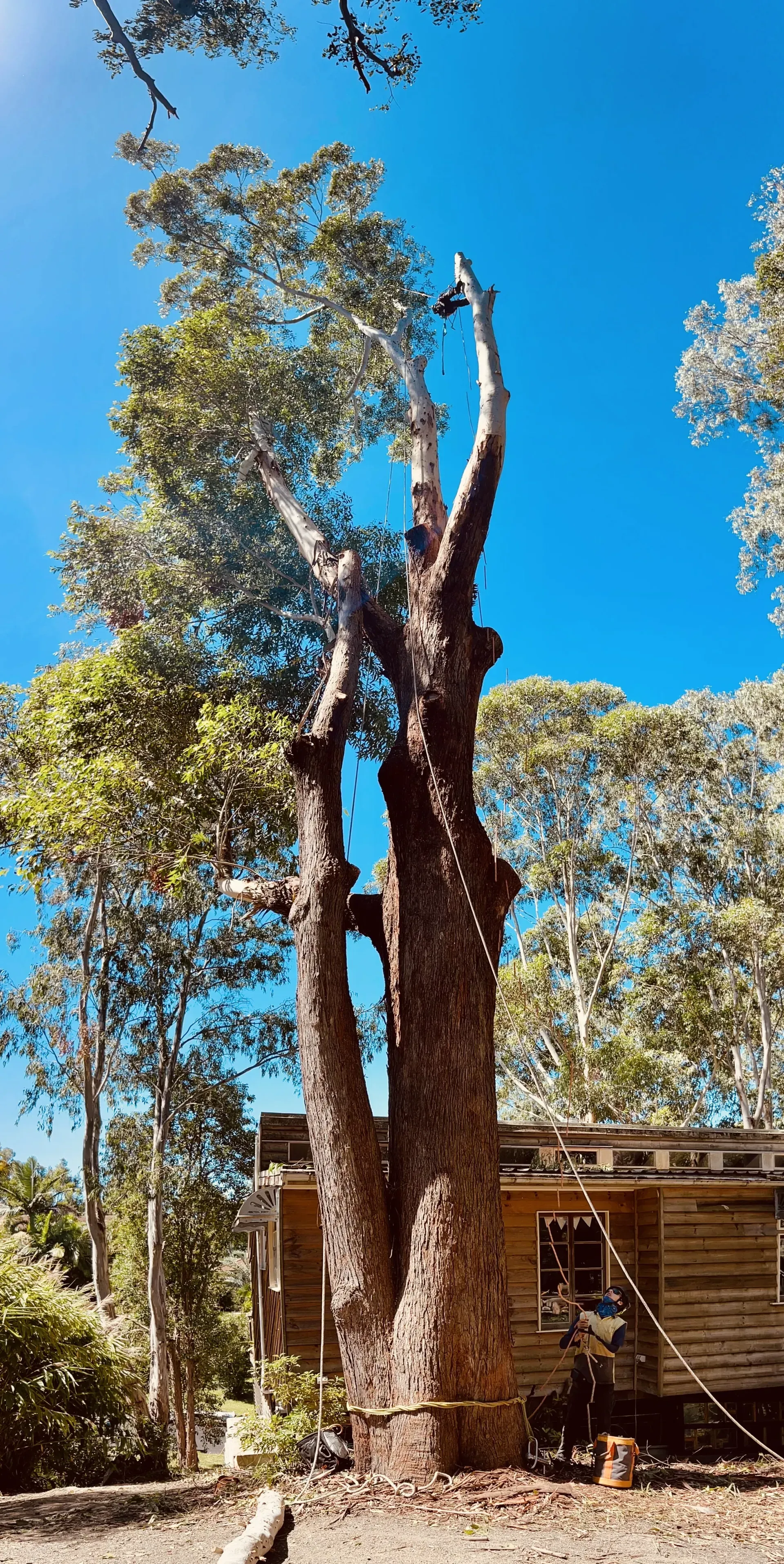 Tall Tree Trunk Against a Bright Blue Sky — AAA Trees On Tweed in Lennox Head, NSW