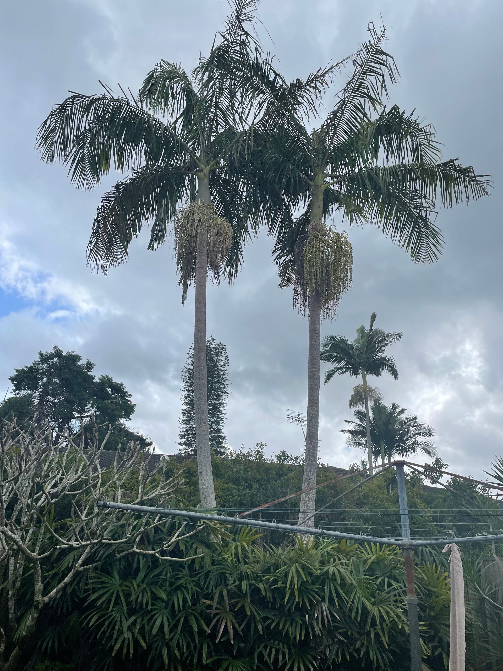 Two Tall Palm Trees with Gray Trunks and Lush Green Fronds — AAA Trees On Tweed in Alstonville, NSW