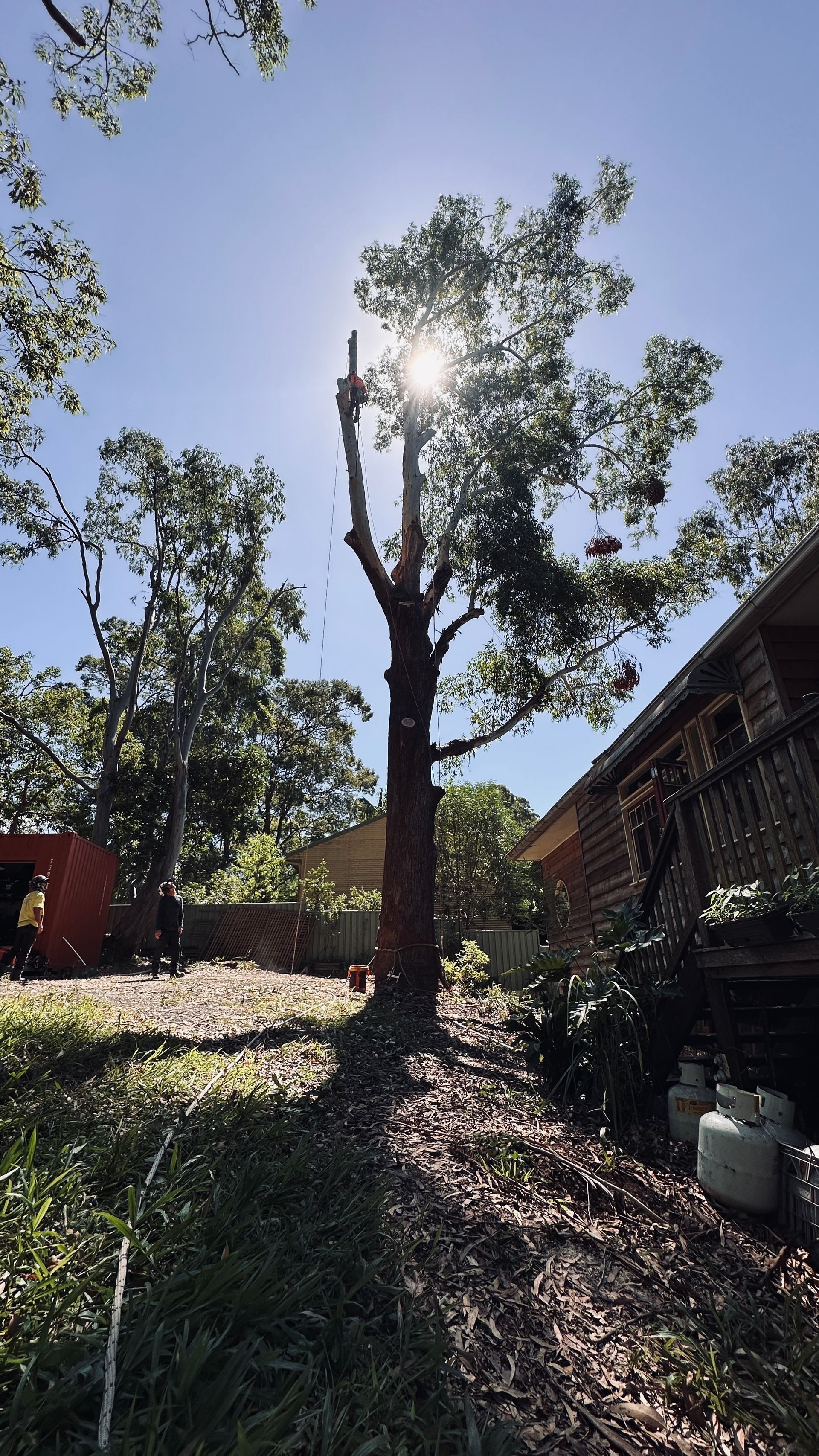 Sun Shining Through a Partially Trimmed Tree in A Yard Next to A House — AAA Trees On Tweed in Currumbin Valley, QLD