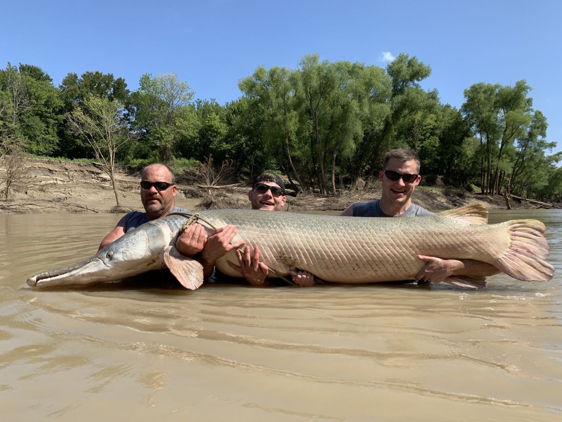 Huge alligator gar in the trinity river