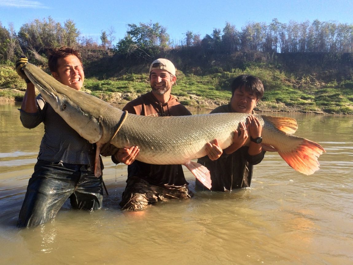 Japanee anglers with giant alligator gar in Texas 