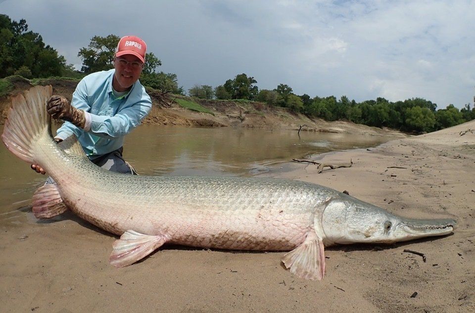 A trophy alligator gar over 7 feet long, estimated 40 years old, caught and released on the Trinity 