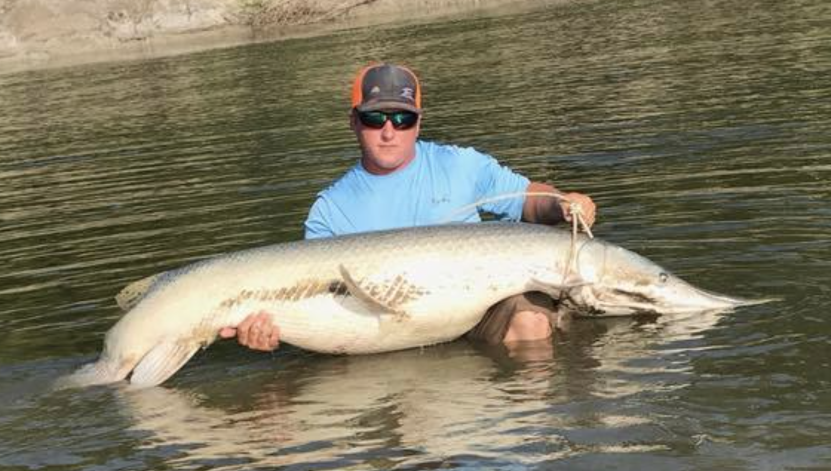 Man in water holding a large, light-colored alligator gar, showing its full length.