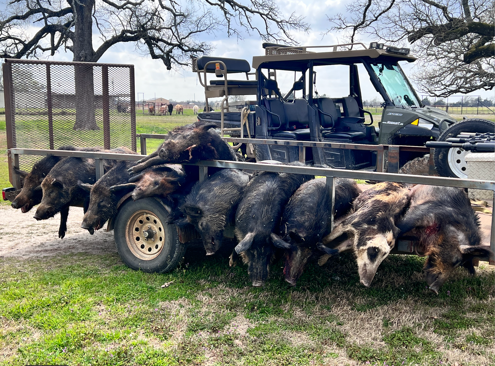 Wild hogs on a trailer following an unlimited-harvest thermal hog hunt