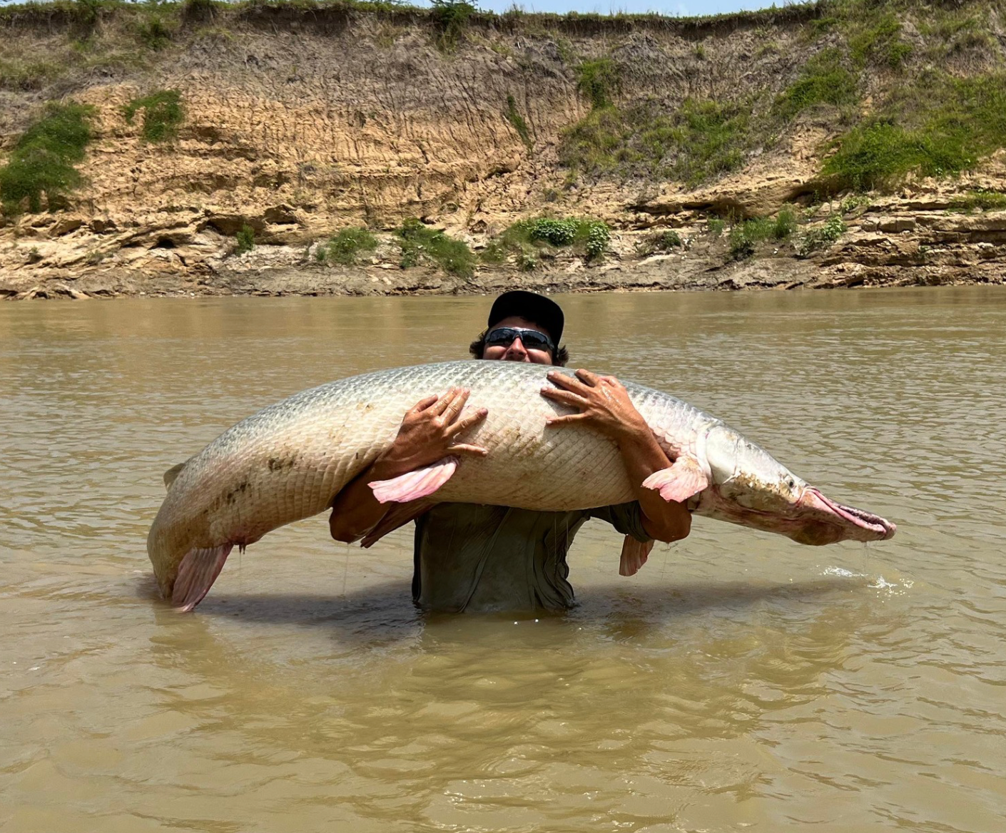 A person in a river holds a large, light-colored alligator gar horizontally across their chest.