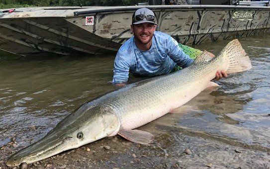 A person kneeling in shallow water beside a boat, holding a large alligator gar.
