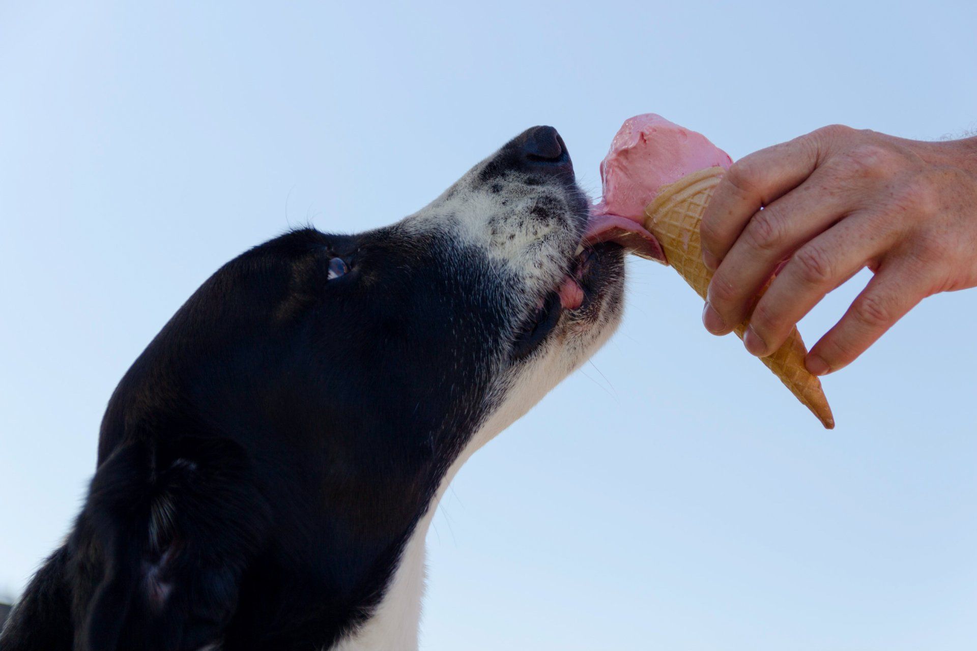 Frozen Treats