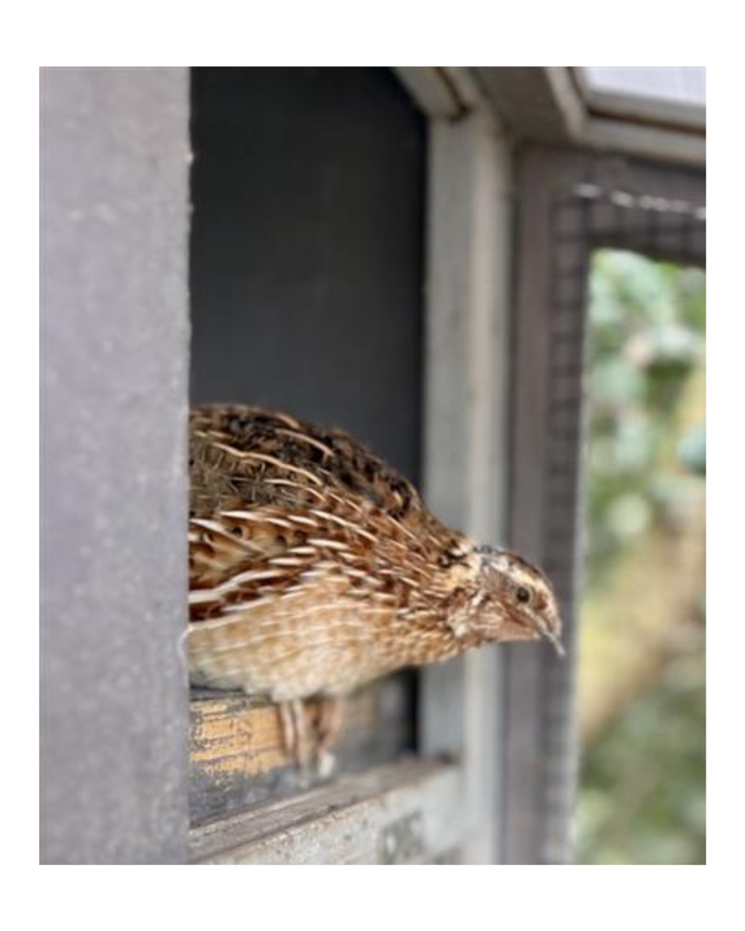 Brown bird peeking out of a window opening in a dark building wall