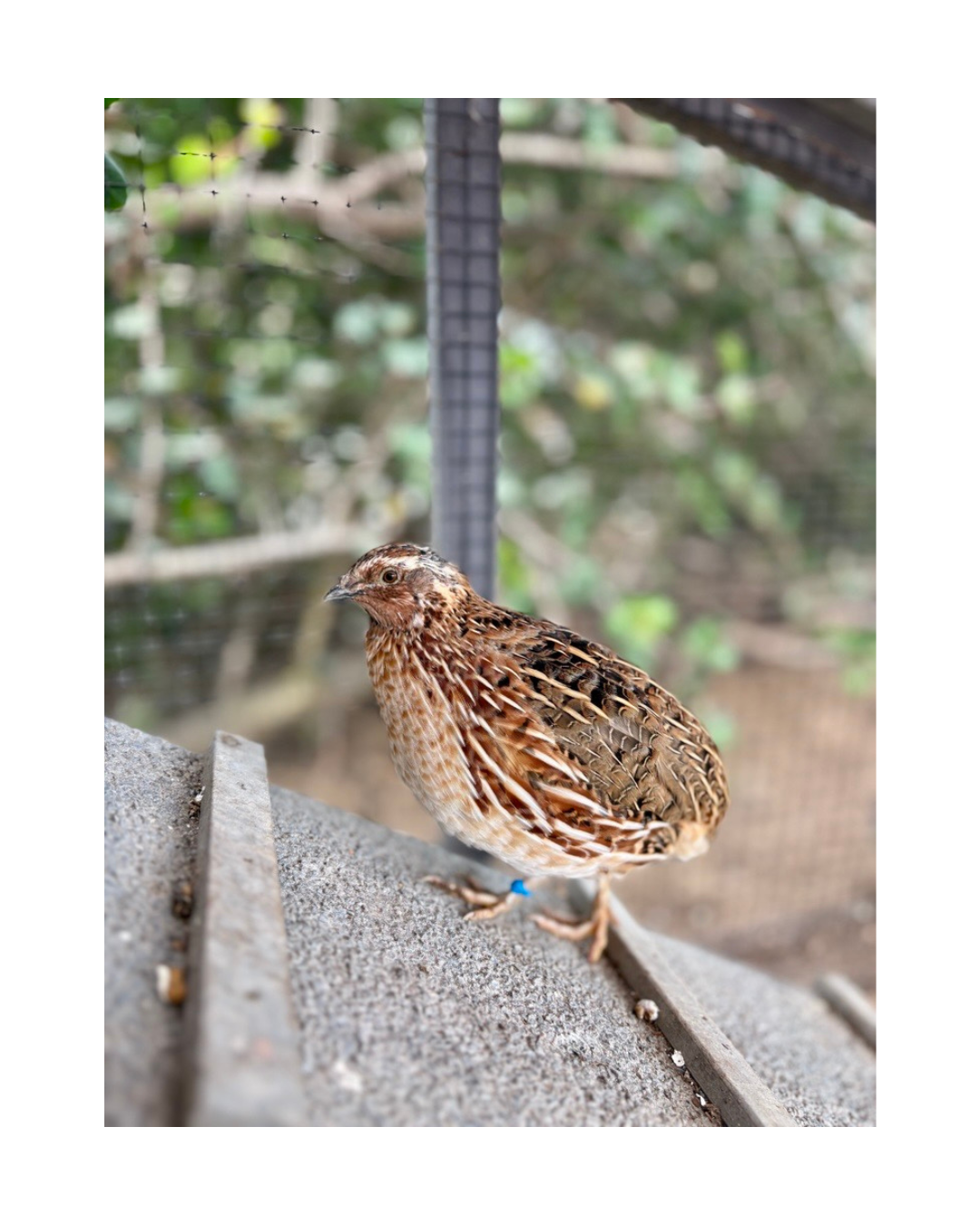 Small brown bird perched on a concrete edge with a blurred outdoor background