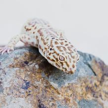 Leopard gecko with brown spots on a rock, white background.