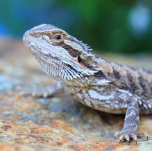 Bearded dragon lizard with tan and brown scales, perched on a rock.