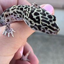 Leopard gecko with black spots and white underbelly held in a hand with pink nails.