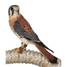American kestrel perched on rope, orange and gray plumage, facing left.