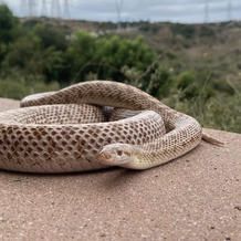 Tan snake coiled on a concrete surface, with a green, blurred background.